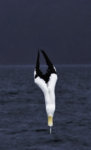 Diving Gannet A4.jpg