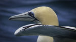 Gannet jpg.jpg