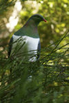 Kereru.jpg