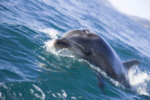 Dolphin 14439.jpg